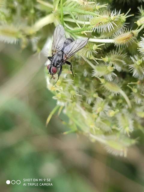 Phyto melanocephala