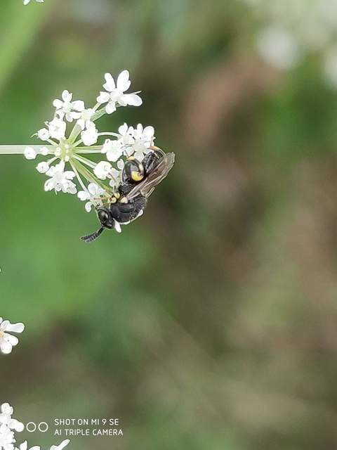 Brachymeria tibialis