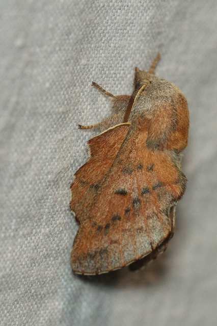Phyllodesma tremulifolia - nyárlevélpohók