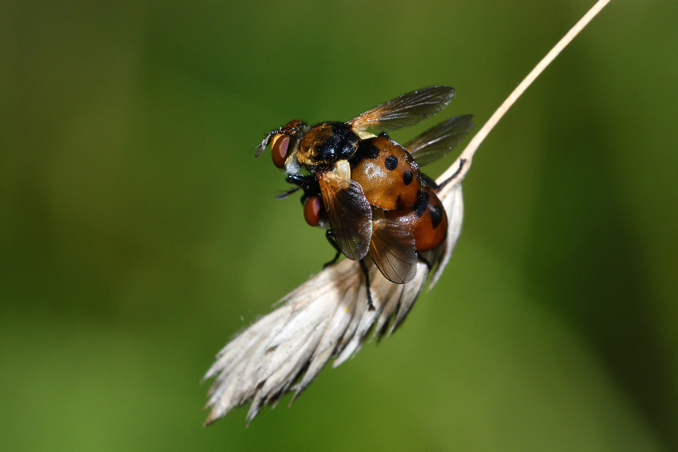 Gymnosoma