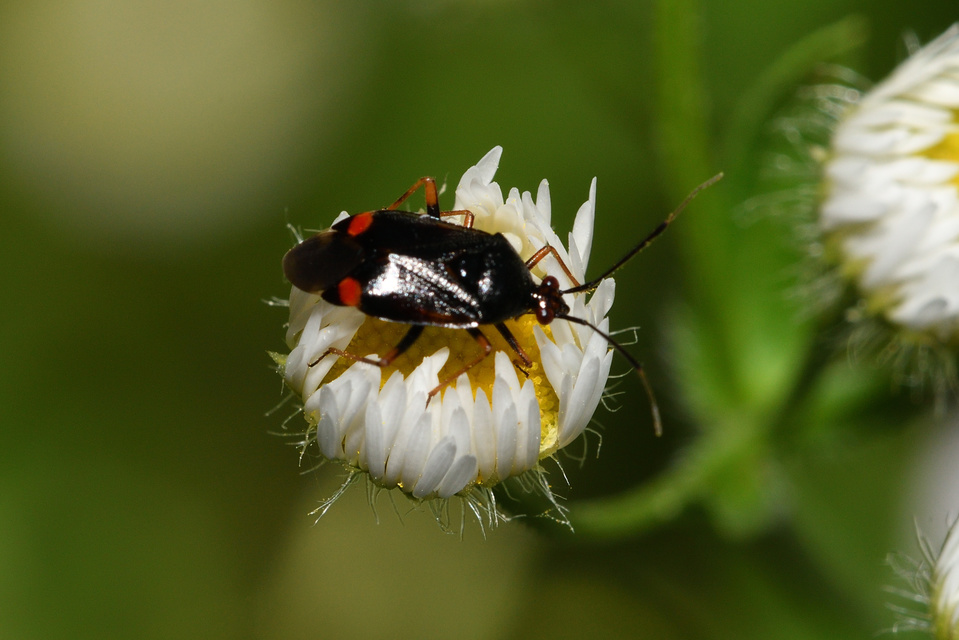 Deraeocoris ruber - vöröses mezeipoloska