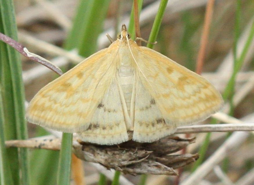 Sitochroa verticalis - világossárga dudvamoly