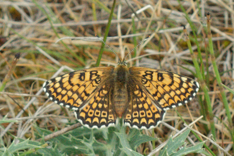 Melitaea cinxia - réti tarkalepke