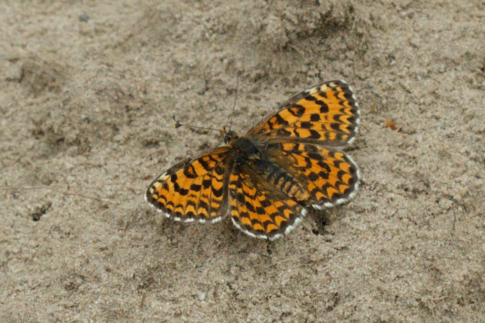 Melitaea trivia - kis tarkalepke