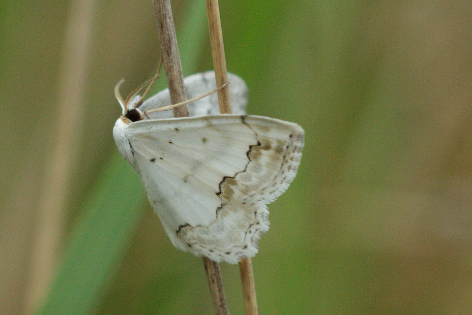 Scopula ornata - díszes fehéraraszoló