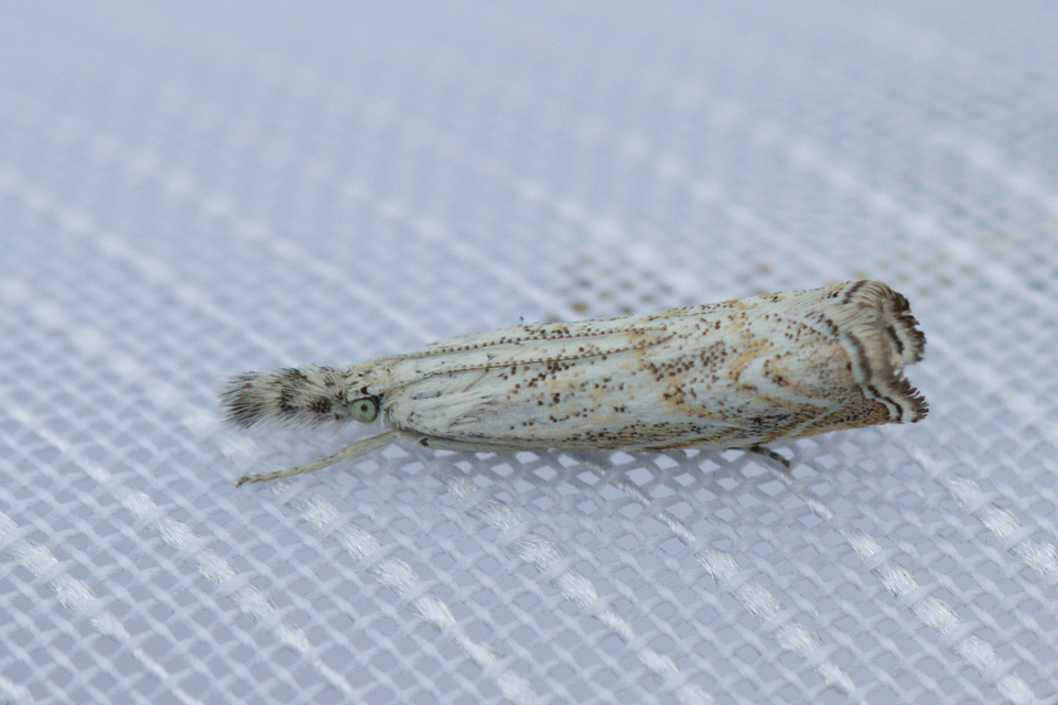 Platytes cerussella - törpe fűgyökérmoly