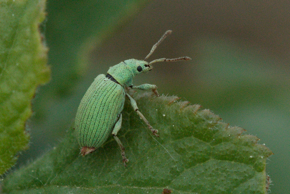 Phyllobius virideaeris - halványzöld levélormányos