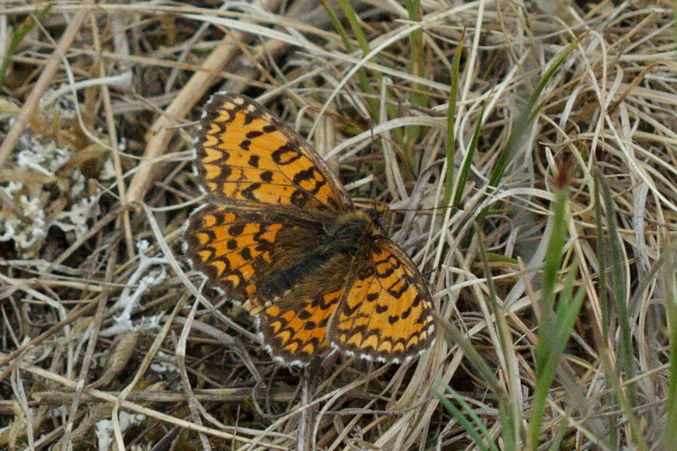Melitaea trivia - kis tarkalepke