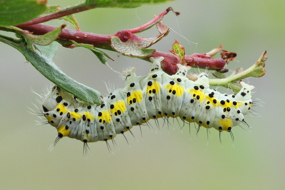 Diloba caeruleocephala - őszi kékesbagoly