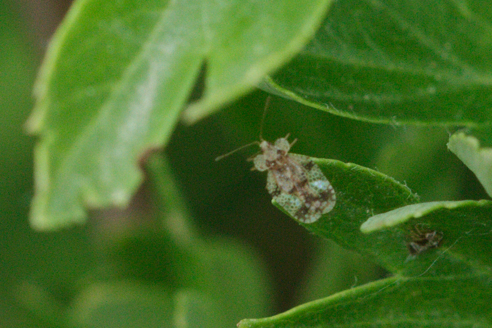 Corythucha arcuata - tölgy-csipkéspoloska