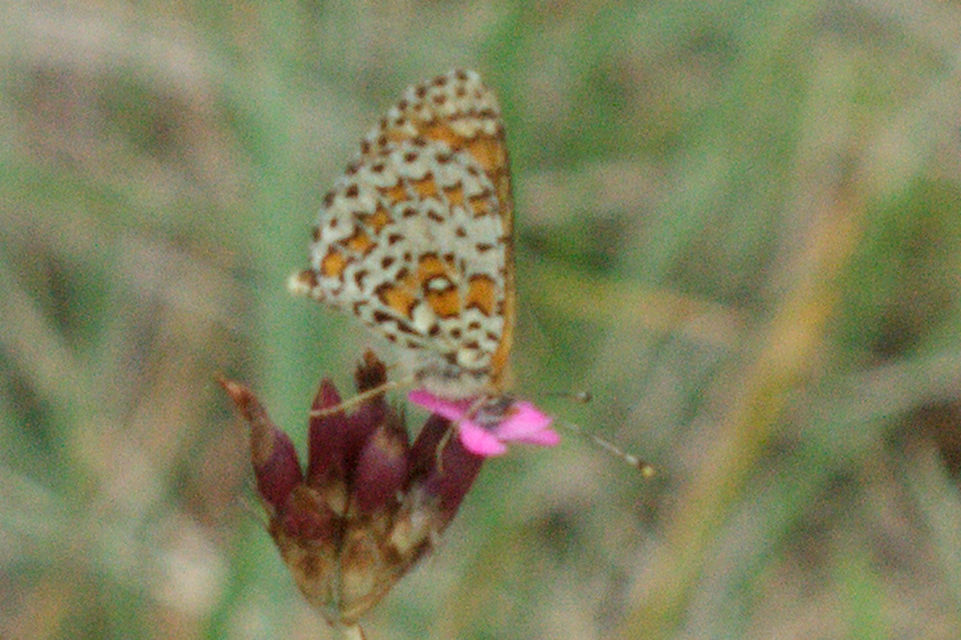 Melitaea trivia - kis tarkalepke