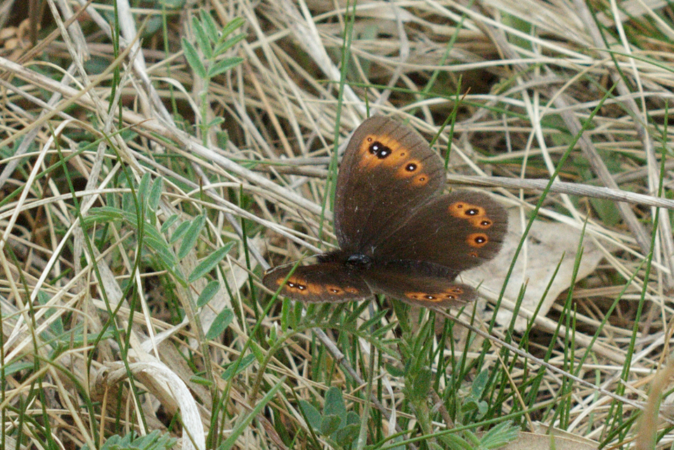 Erebia medusa - tavaszi szerecsenlepke