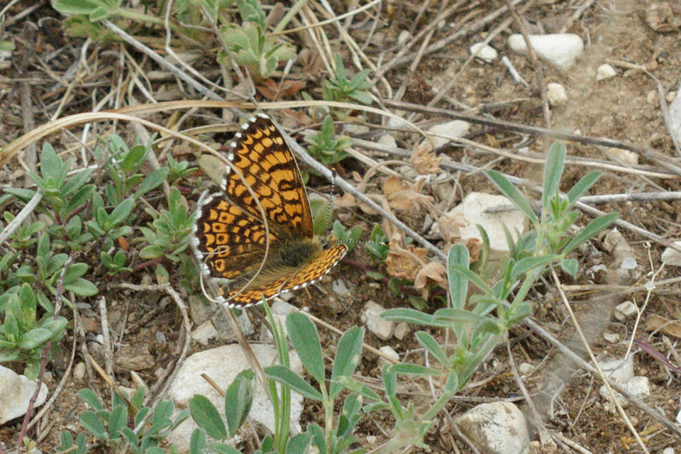 Melitaea cinxia - réti tarkalepke