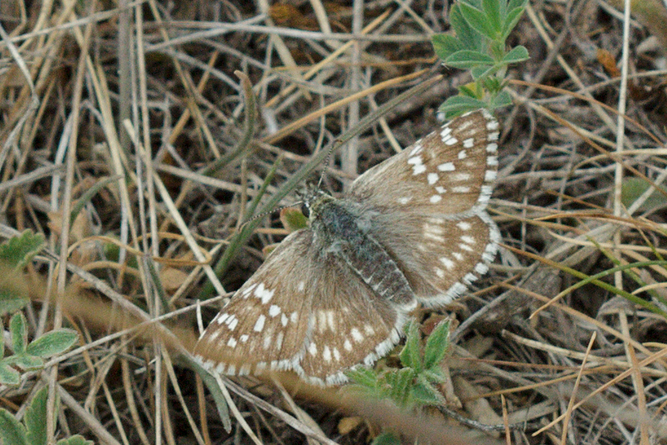 Pyrgus carthami - nagy busalepke