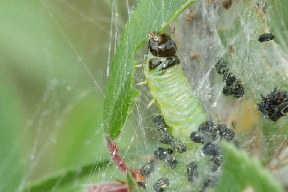 Pamphiliidae - szövődarazsak