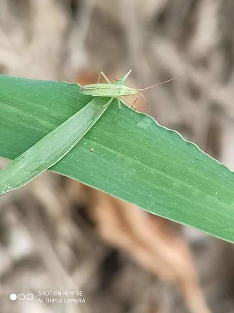 Trigonotylus