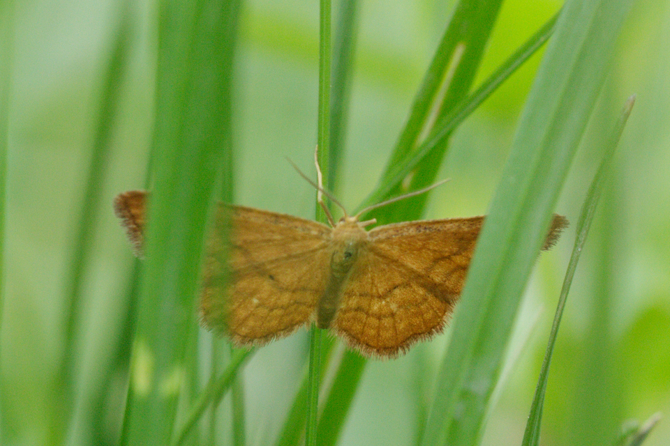 Idaea ochrata - okkerszínű sávosaraszoló
