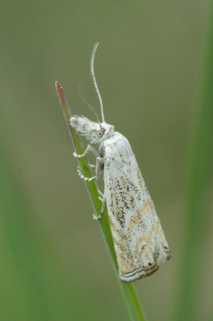 Platytes cerussella - törpe fűgyökérmoly