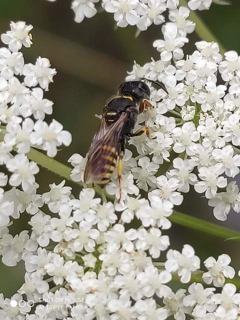 Crabronidae - szitásdarazsak
