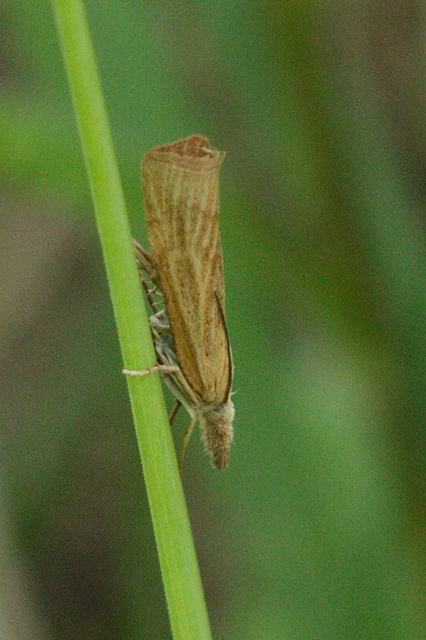 Pediasia luteella - agyagsárga fűgyökérmoly