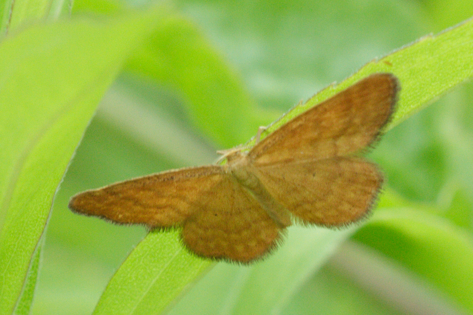 Idaea serpentata - kis sávosaraszoló