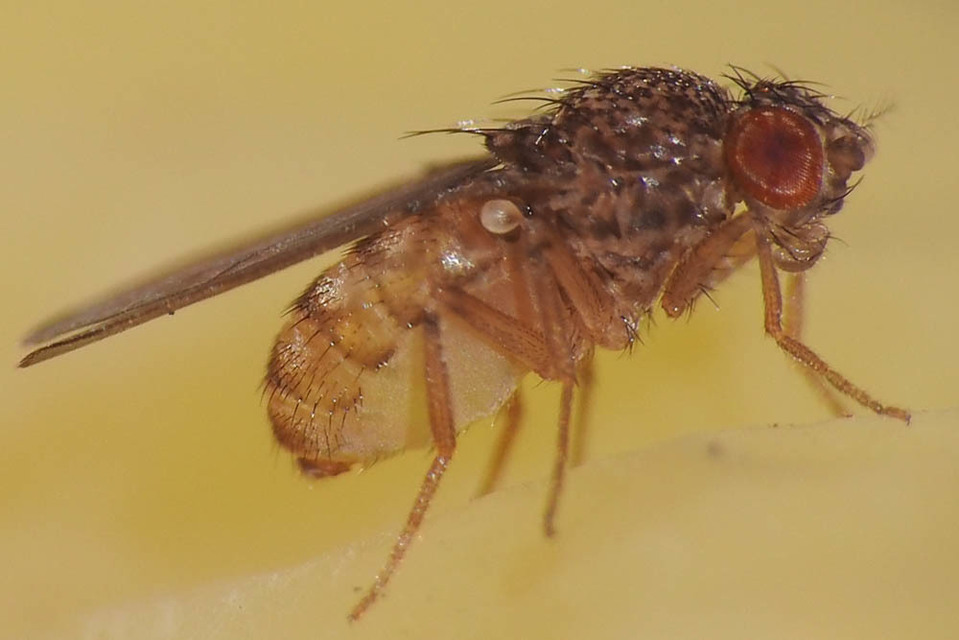 Drosophilidae - muslicafélék