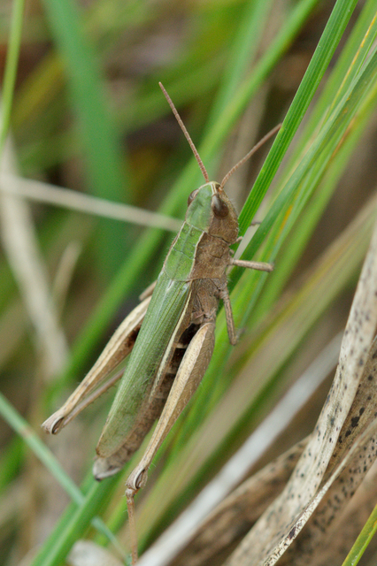 Chorthippus (Chorthippus) (subgenus)