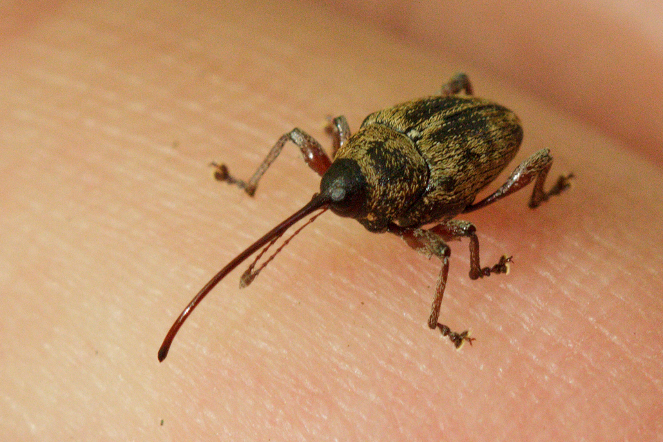 Curculio glandium - tölgymakkzsuzsóka