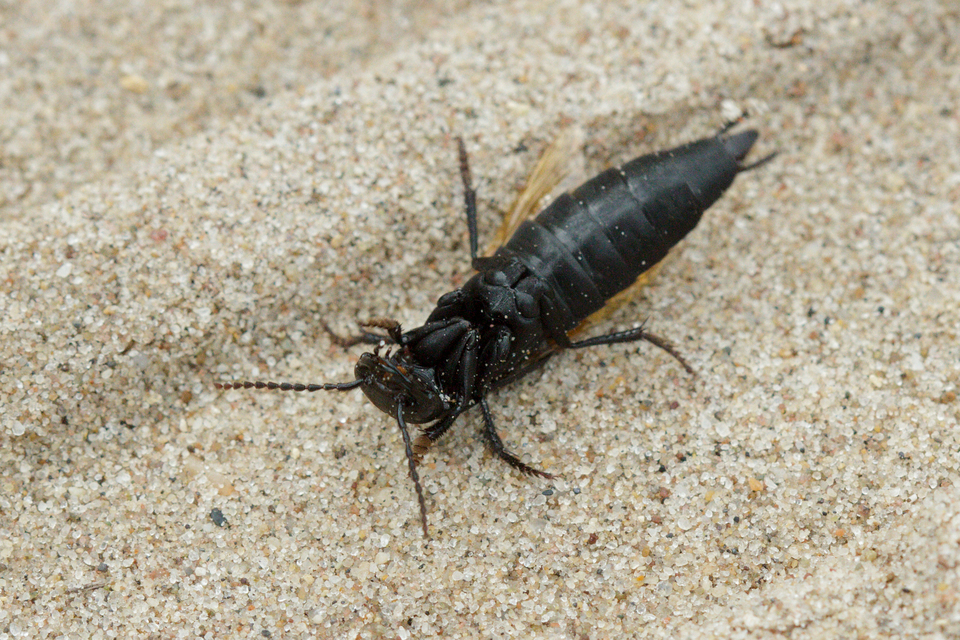 Ocypus