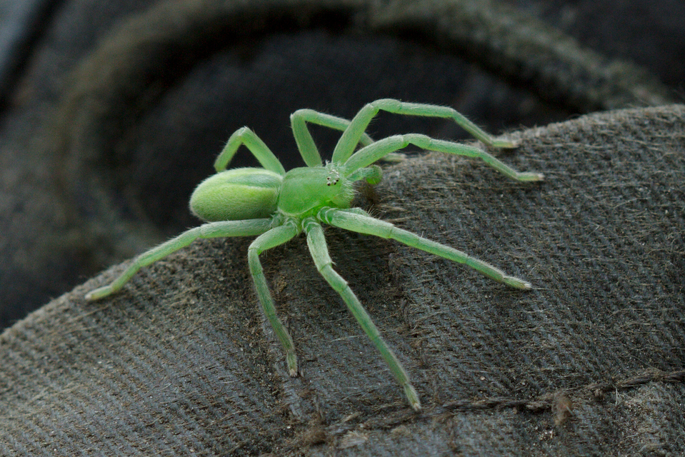 Micrommata virescens - hunyópók