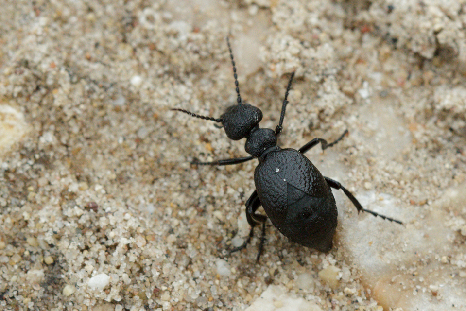 Meloe rugosus - ráncos nünüke