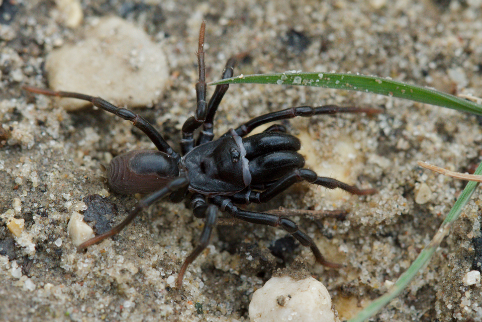 Atypus affinis - tölgyes torzpók
