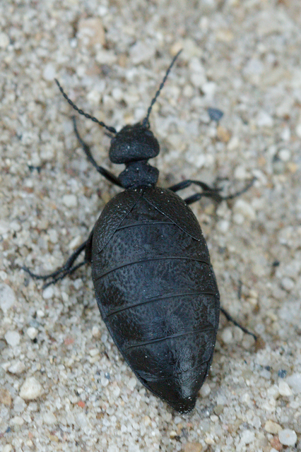 Meloe rugosus - ráncos nünüke