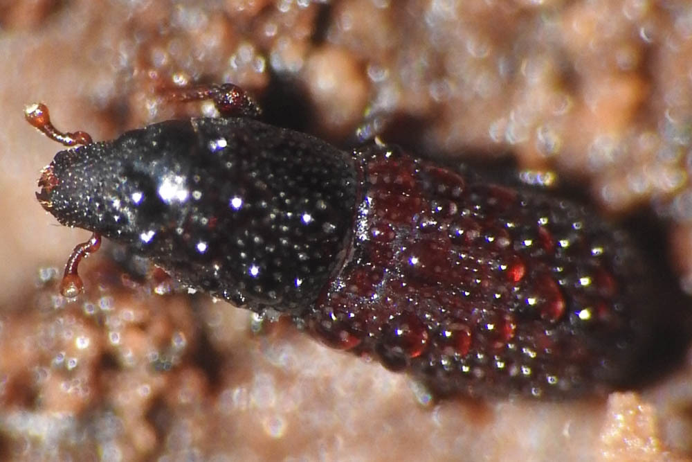 Brachytemnus porcatus - négyzetestorú szúormányos