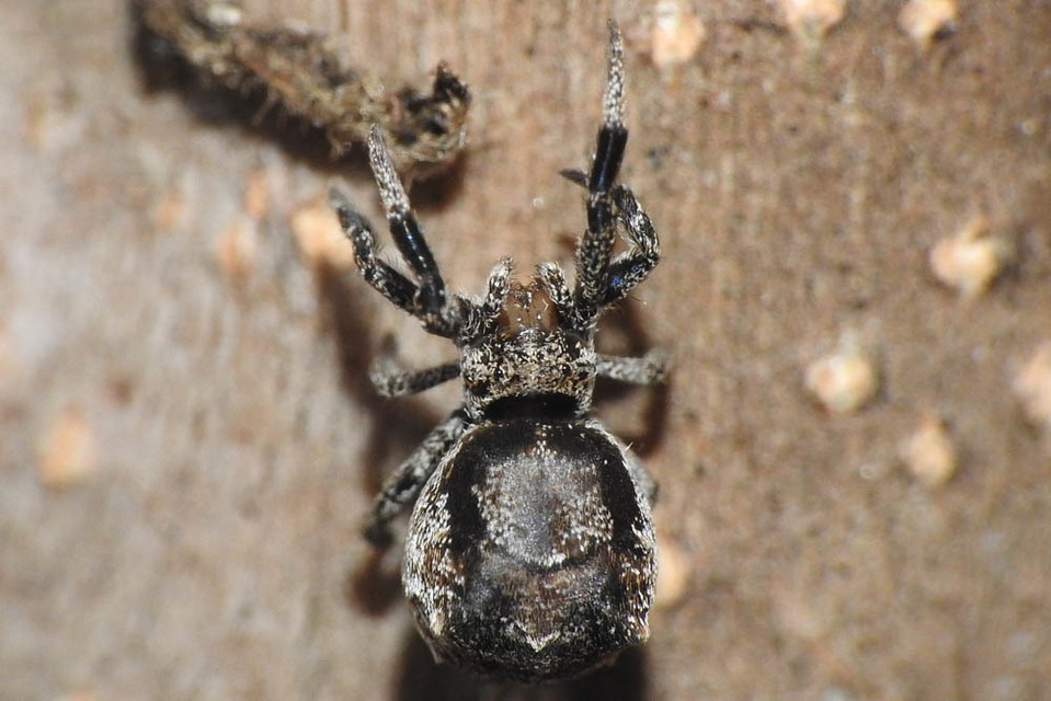 Hyptiotes paradoxus - furcsapók