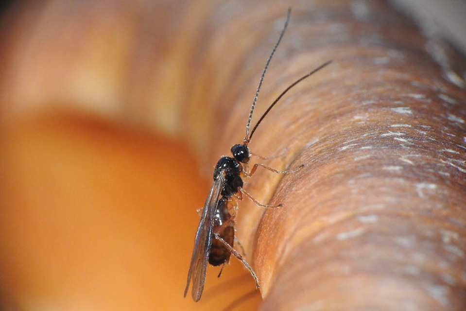 Braconidae - gyilkosfürkészek