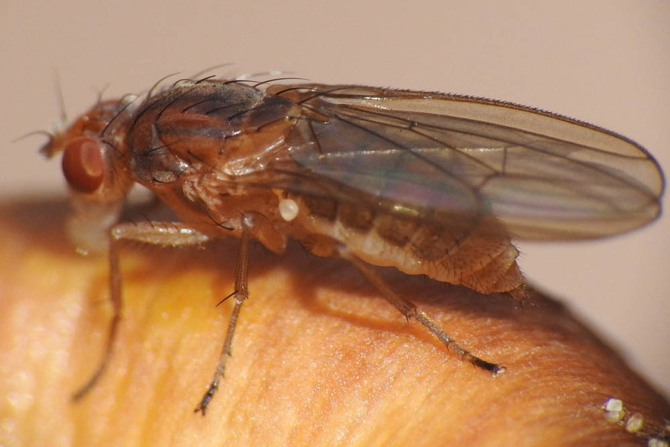 Heleomyzidae - tüskésszárnyú legyek