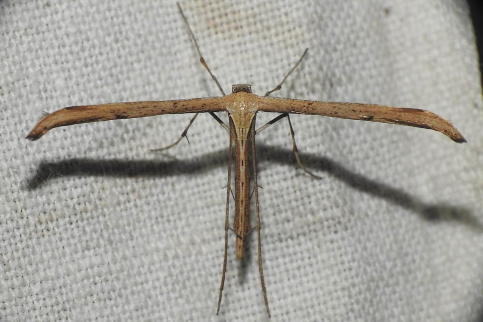 Emmelina monodactyla/argoteles