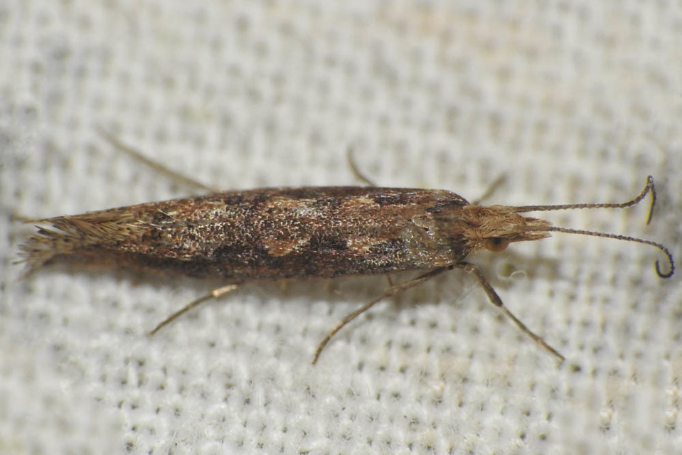 Plutellidae - tarkamolyfélék