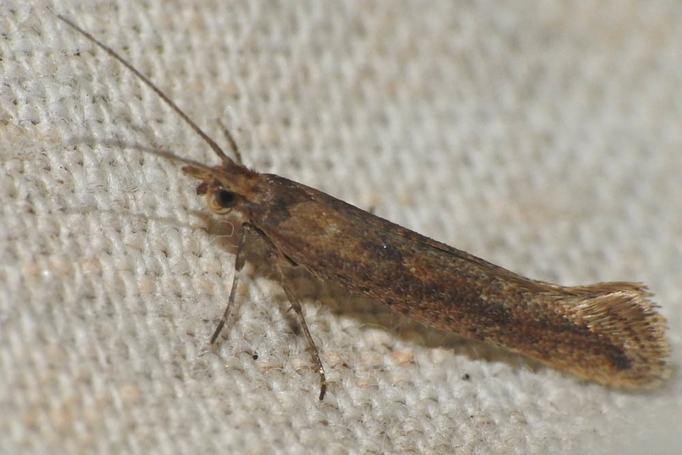 Plutella