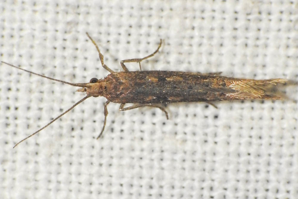 Plutella