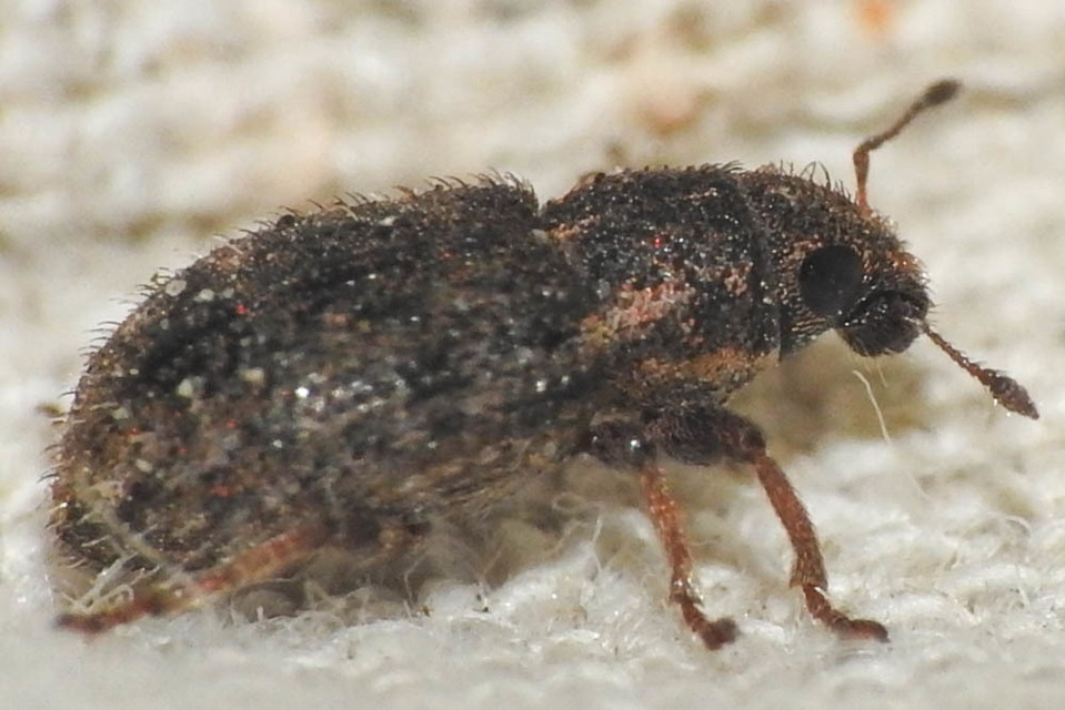 Sitona hispidulus - szőrös csipkézőbogár