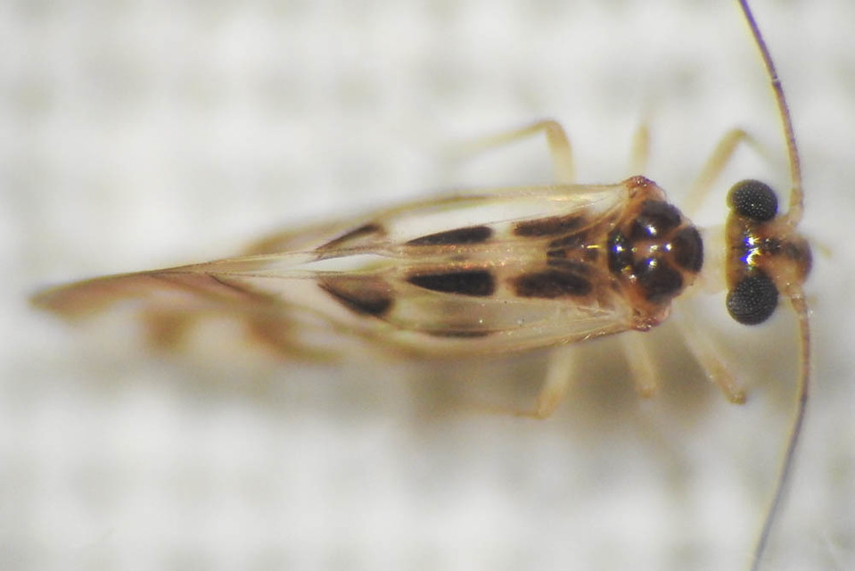 Graphopsocus cruciatus