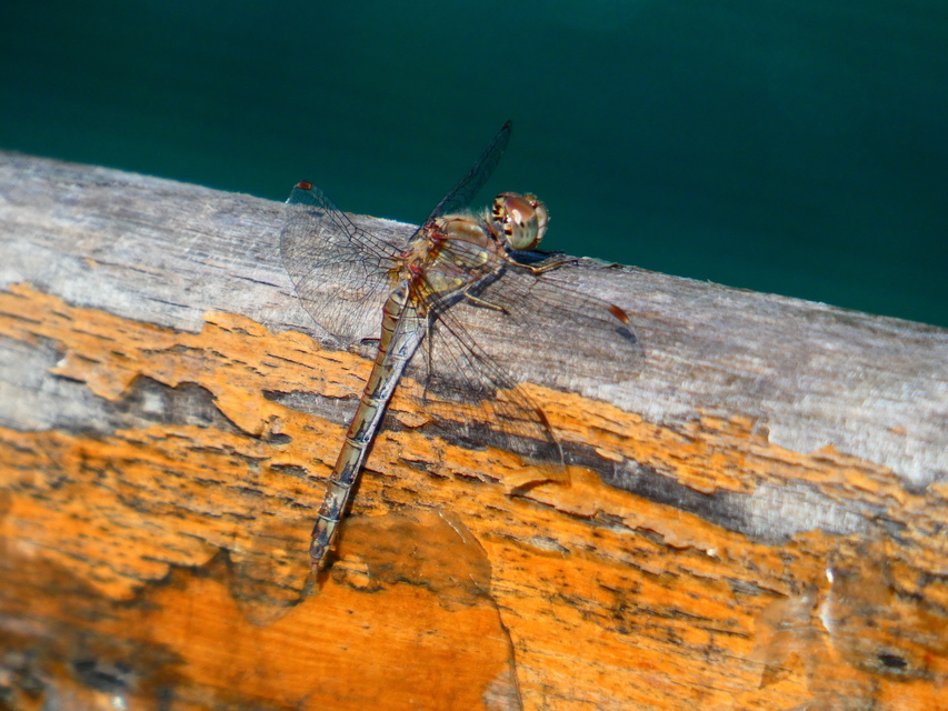 Sympetrum striolatum - harántsávos katona-szitakötő
