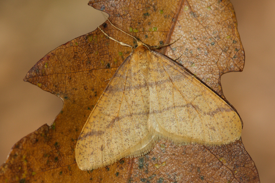 Agriopis aurantiaria - aranysárga téliaraszoló