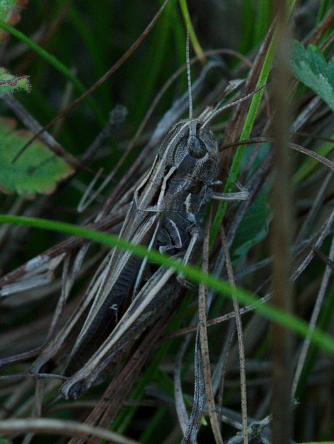 Stenobothrus lineatus - jajgató rétisáska