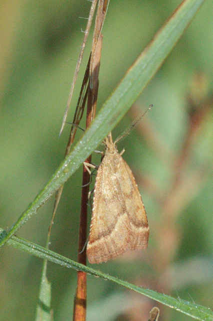 Synaphe punctalis - hosszúlábú fényilonca