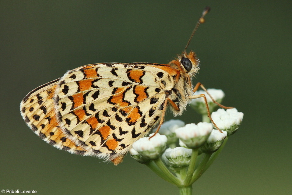 Melitaea trivia - kis tarkalepke