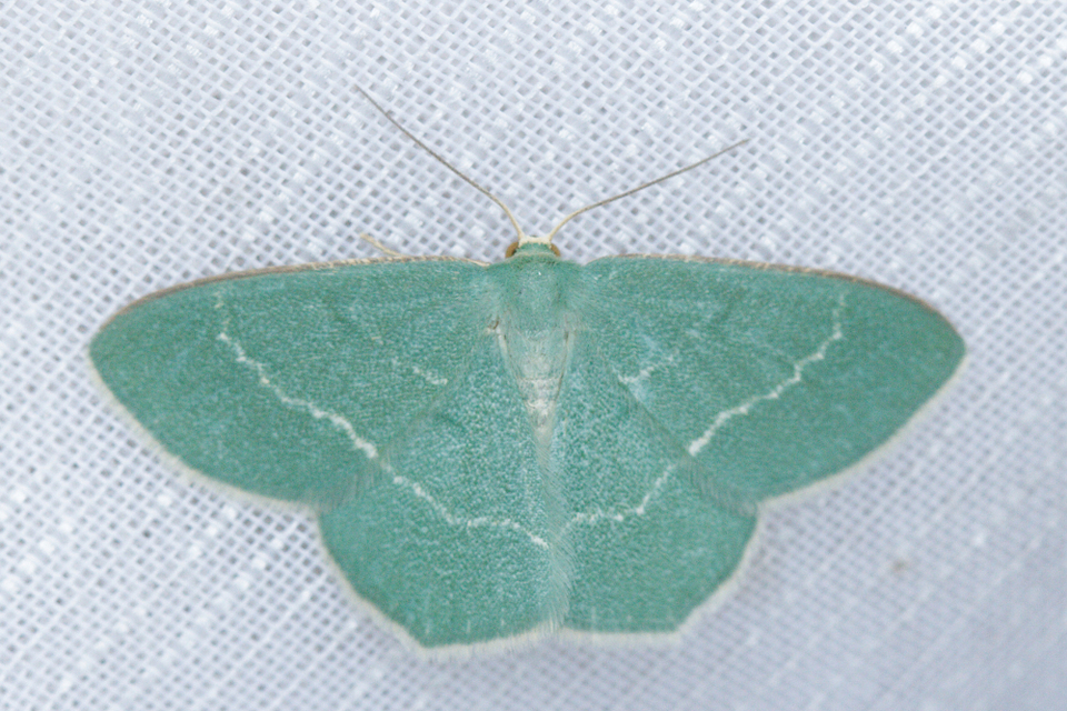 Chlorissa cloraria - sárgászöld araszoló
