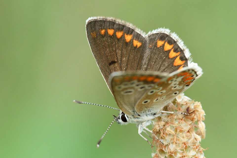 Aricia agestis - szerecsenboglárka